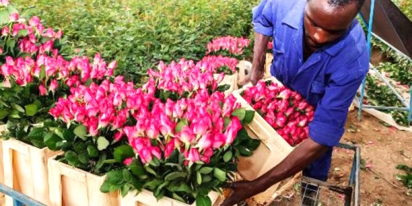 Our team are working to ensure that the TTF delivers on its potential of unlocking another decade of growth in Ethiopia. TTF is rooted in the exponential growth in Ethiopia's flower industry since 2000. It seeks to facilitate growth in the private sector, with focus on SMEs, business skills, hubs and capacity building.